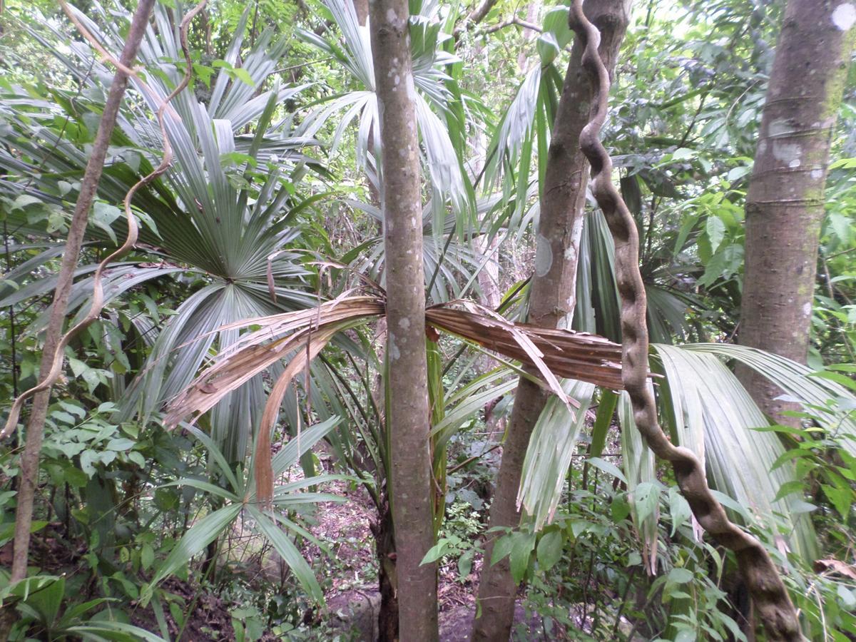 Las Mananitas De La Sierra El Zaino Extérieur photo
